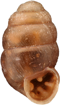 Vertigo pygmaeaÄNGSGRYNSNÄCKA2,1 × 1,2 mm